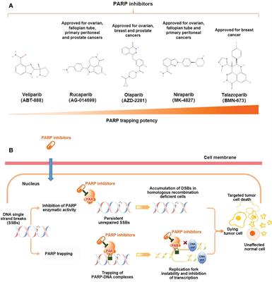 Use of PARP inhibitors in prostate cancer: from specific to broader application